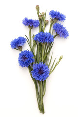 Fototapeta premium Blue Cornflower Herb or bachelor button flower bouquet isolated
