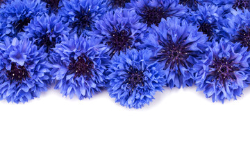 Blue Cornflower Herb or bachelor button flower heads border isol