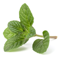 Fresh mint herb leaves isolated on white background cutout
