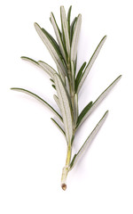 rosemary herb spice leaves isolated on white background cutout