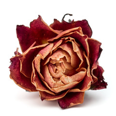 Obraz premium dried rose flower head isolated on white background cutout