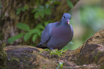 pigeon on tree