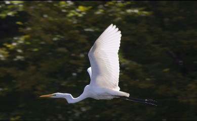Great white egret on the sky