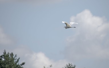 Great egret on thlarge egret or great white herone sky