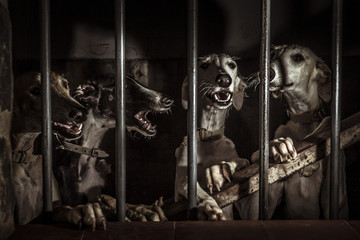 Perros de caza. Fondo de pantalla. Bodeg&oacute;n con perros tras la reja.