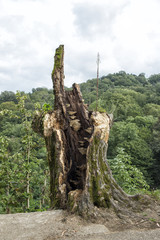 Fototapeta na wymiar Old tree stump
