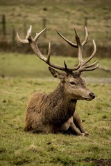 Naklejka na ściany i meble deer bucks rest in the grass