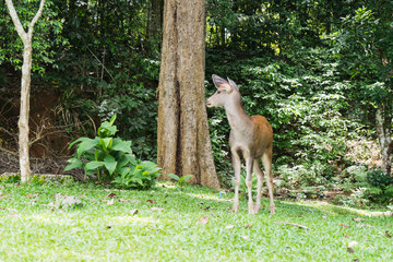 Deer in Jungle, Khao Yai National Park, Thailand.