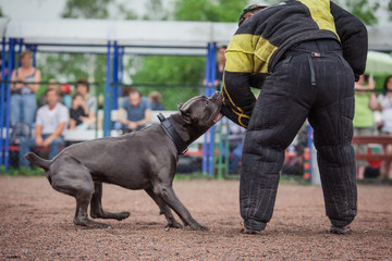 dog competition, police dog training, dogs sport
