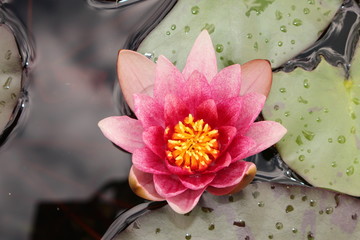 Pink-red hybrid "Waterlily" flower in St. Gallen, Switzerland. Its Latin name is Nymphaea Laydekeri Purpurata.