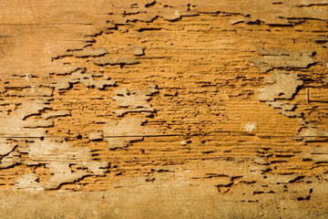 Termite Damage