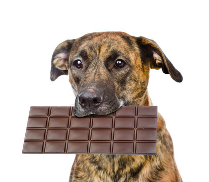 Dog with chocolate in the mouth. isolated on white background