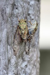 ツクツクボウシ