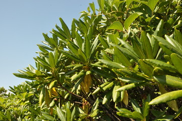 木　葉　山道　樹木　夏