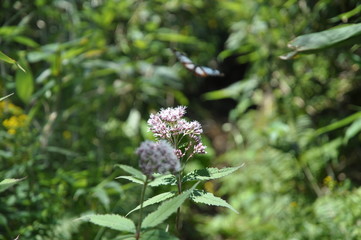 ヨツバヒドリと蝶　花　昆虫　菊