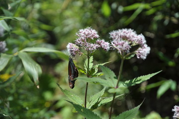 ヨツバヒドリと蝶　花　昆虫　菊