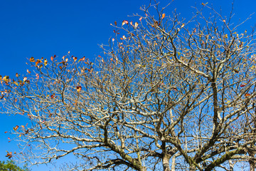 Amendoeira e céu azul.