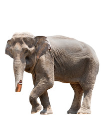 Fototapeta premium An elephant isolated on white background