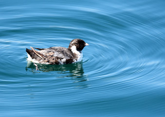 ウミスズメ 野鳥