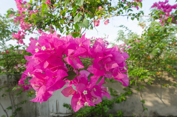 Fototapeta na wymiar Pink Bougainvillea glabra Choisy flower with leaves. Beautiful P