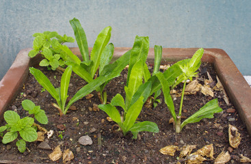 frizzy parsley to grow
