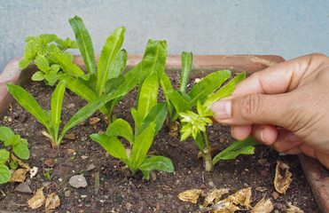 frizzy parsley in my pot