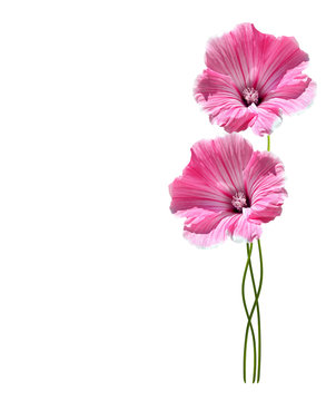 lavatera flowers isolated on white background. bright flower