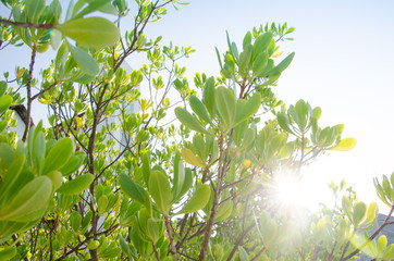 Background of fresh green leaves in seaside with sunshine