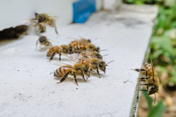The bees at front hive entrance, honeycomb in a wooden frame
