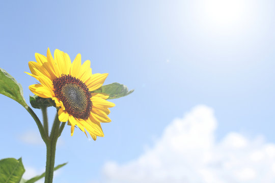 sunflower and sunny blue sky background