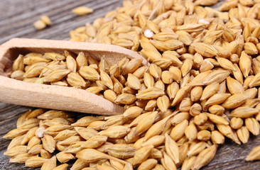Barley grain with spoon on wooden background