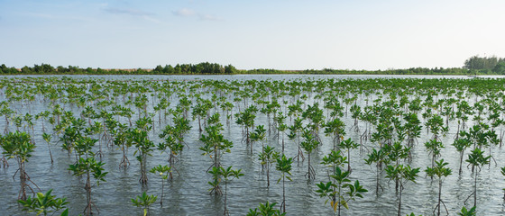 nursery mangrove forest in Thailand 