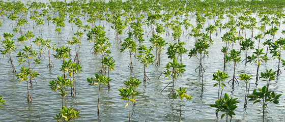 nursery mangrove forest in Thailand 