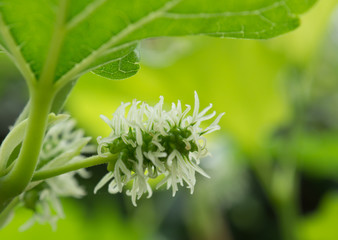 Obraz premium Selective focus young mulberry fruit , from Thailand . 