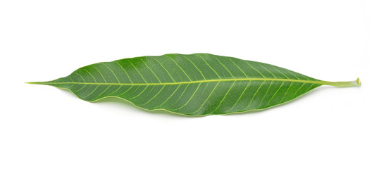 Obraz premium Green mango leaf on a white