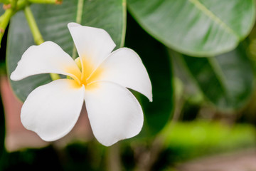 White plumeria flower