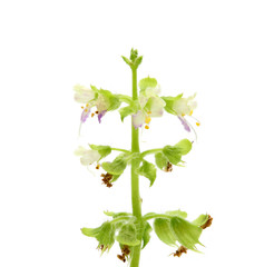 Naklejka premium closeup of basil flower on white