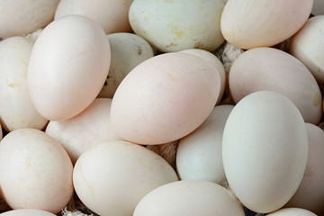 Group of fresh duck egg
