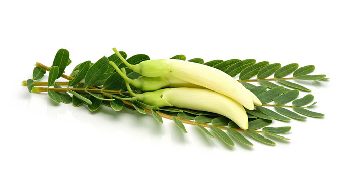 White agasta with leaf, Thai vegetable on white