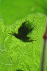 カエルのシルエット