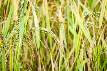 Rice fields