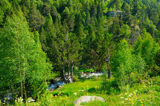 mountain landscape with trees, grasses and creek