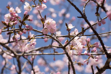 ピンクの桜の花
