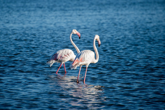 Two Flamingos in Bay
