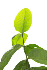 Translucent of green leaf