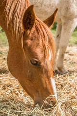 Portrait of Horse Feeding