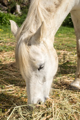 Naklejka na ściany i meble Portrait of a white horse feeding