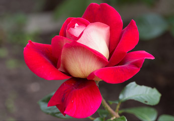 Красная роза