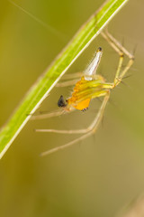 jumping spider on green leaf