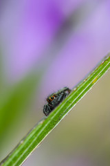 jumping spider on green leaf